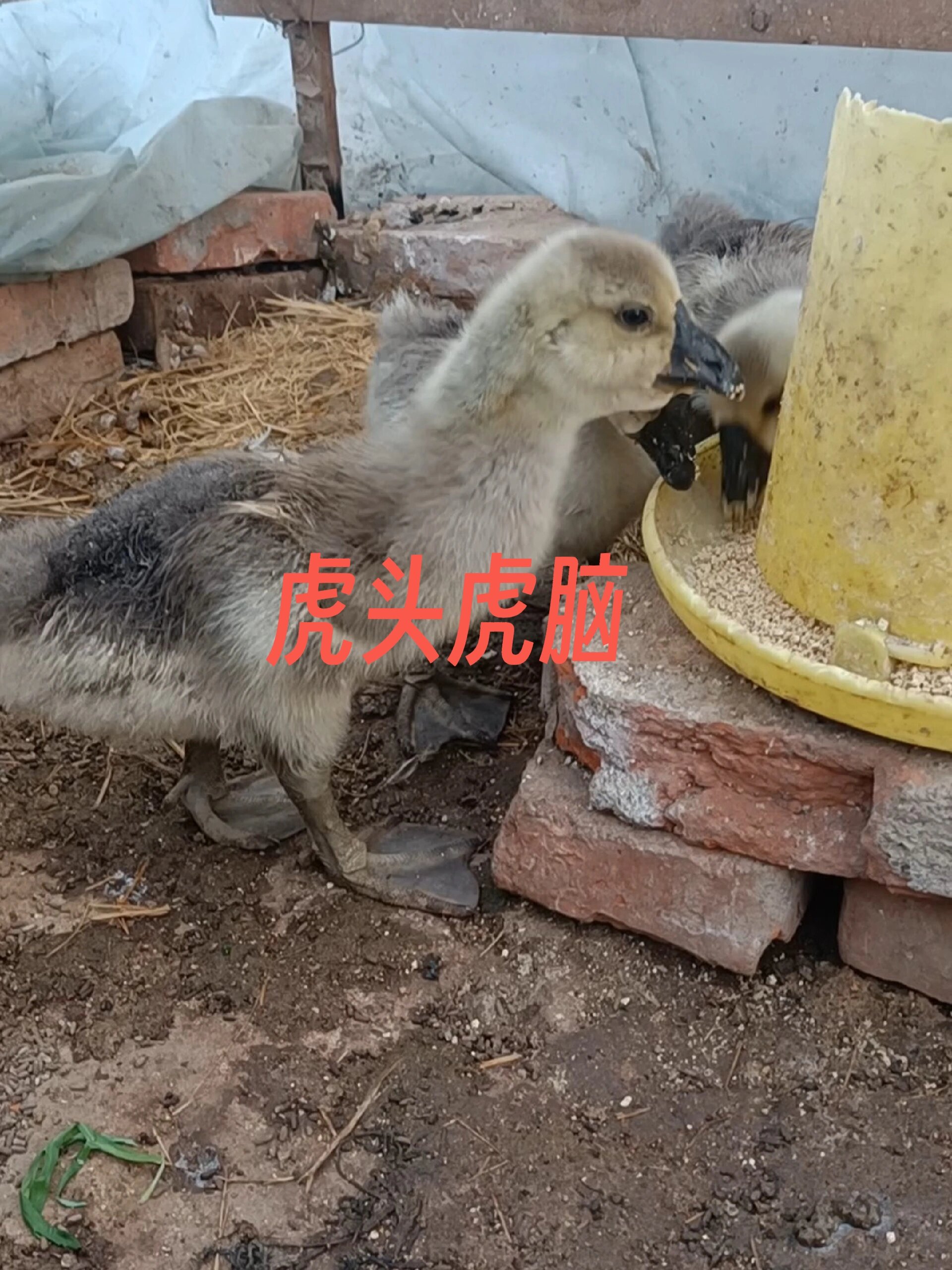 特大种狮头鹅苗