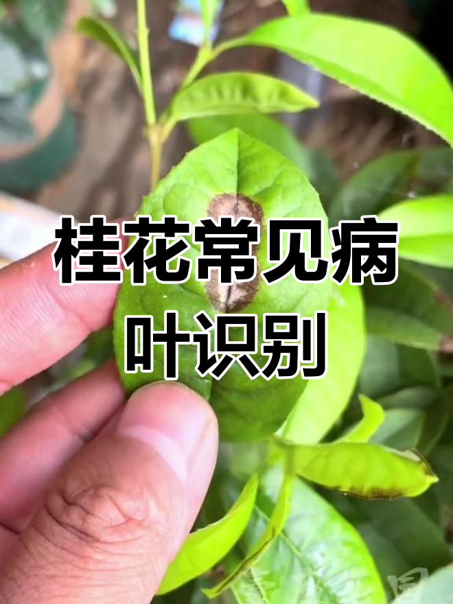 桂花叶片病害全解析,学会这些防治技巧