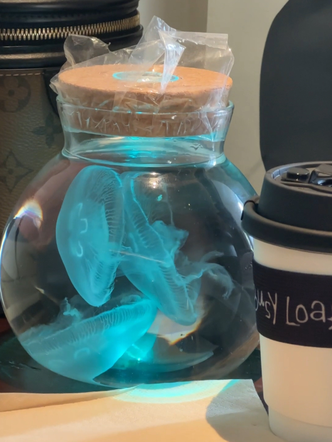 瓶子里的水母能养多久