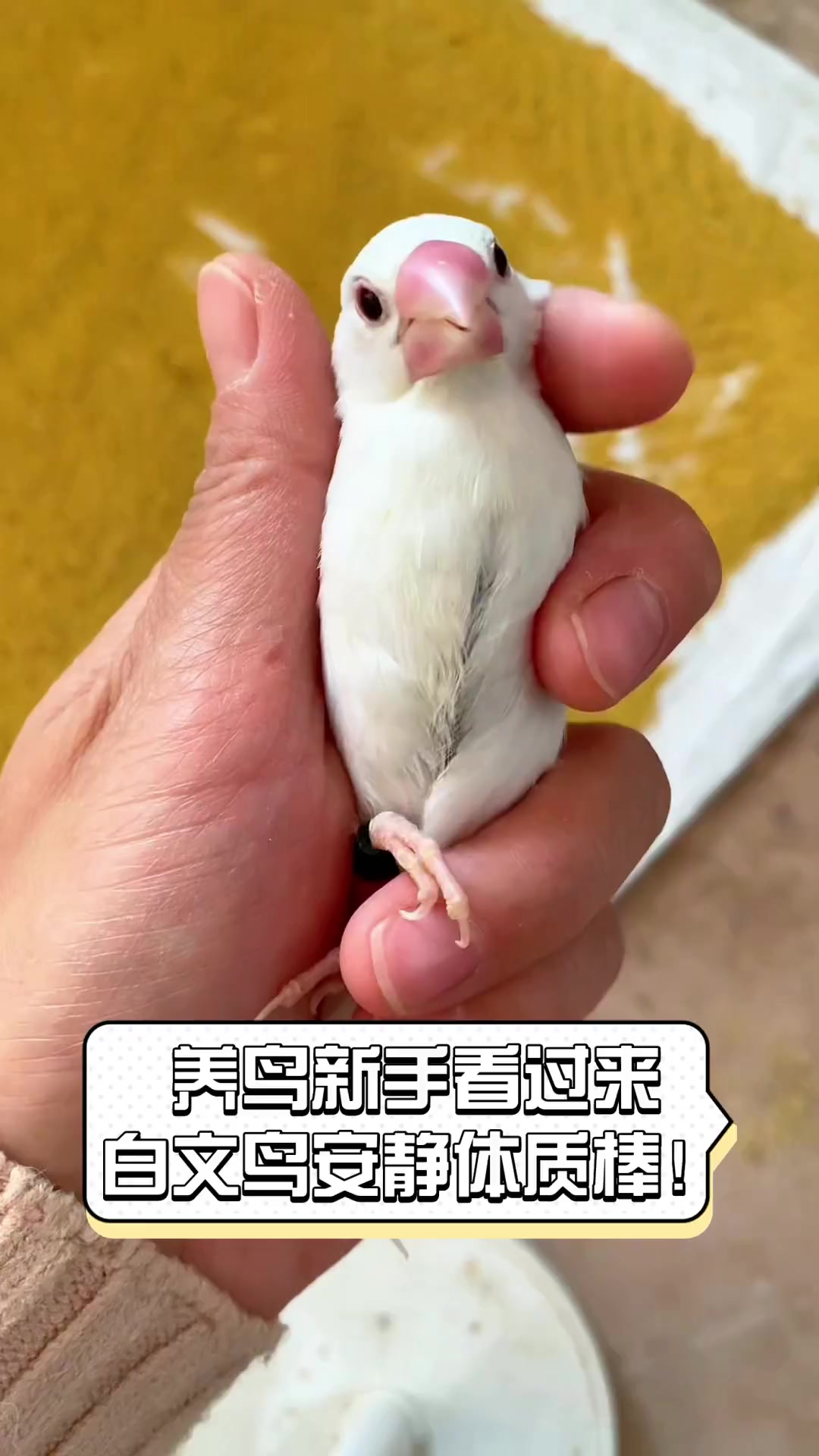 养鸟新手看过来,白文鸟安静体质棒!