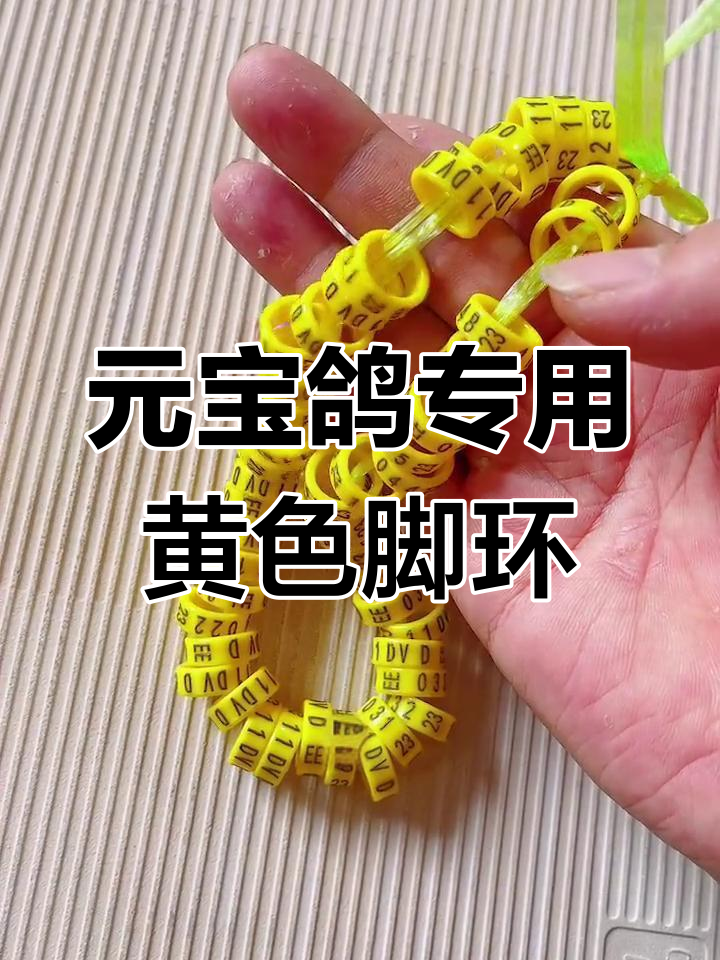 2023年欧盟圆环鸽子脚环,黄色设计适合元宝大毛脚