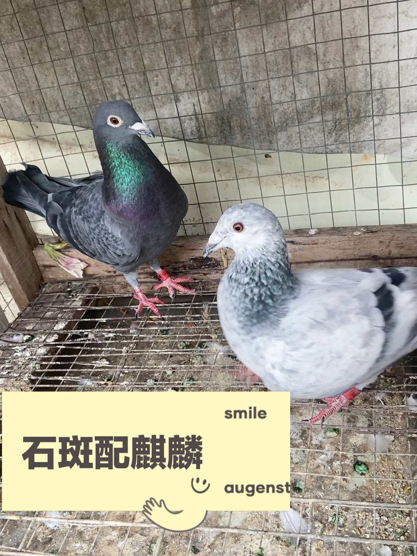 石斑配麒麟能出啥 信鸽赛鸽 养鸽人 鸽子 又在骗我养鸽子