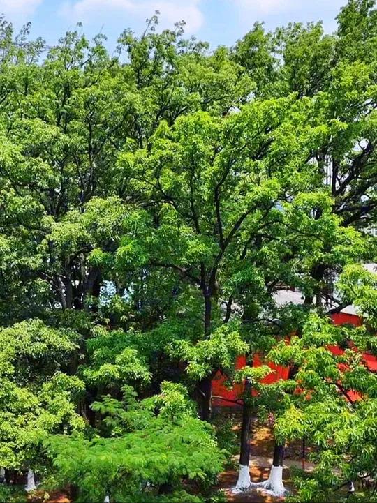 曲靖古树公园,绿草茵茵,古树参天,自然与人文交相辉映,是城市中的静谧