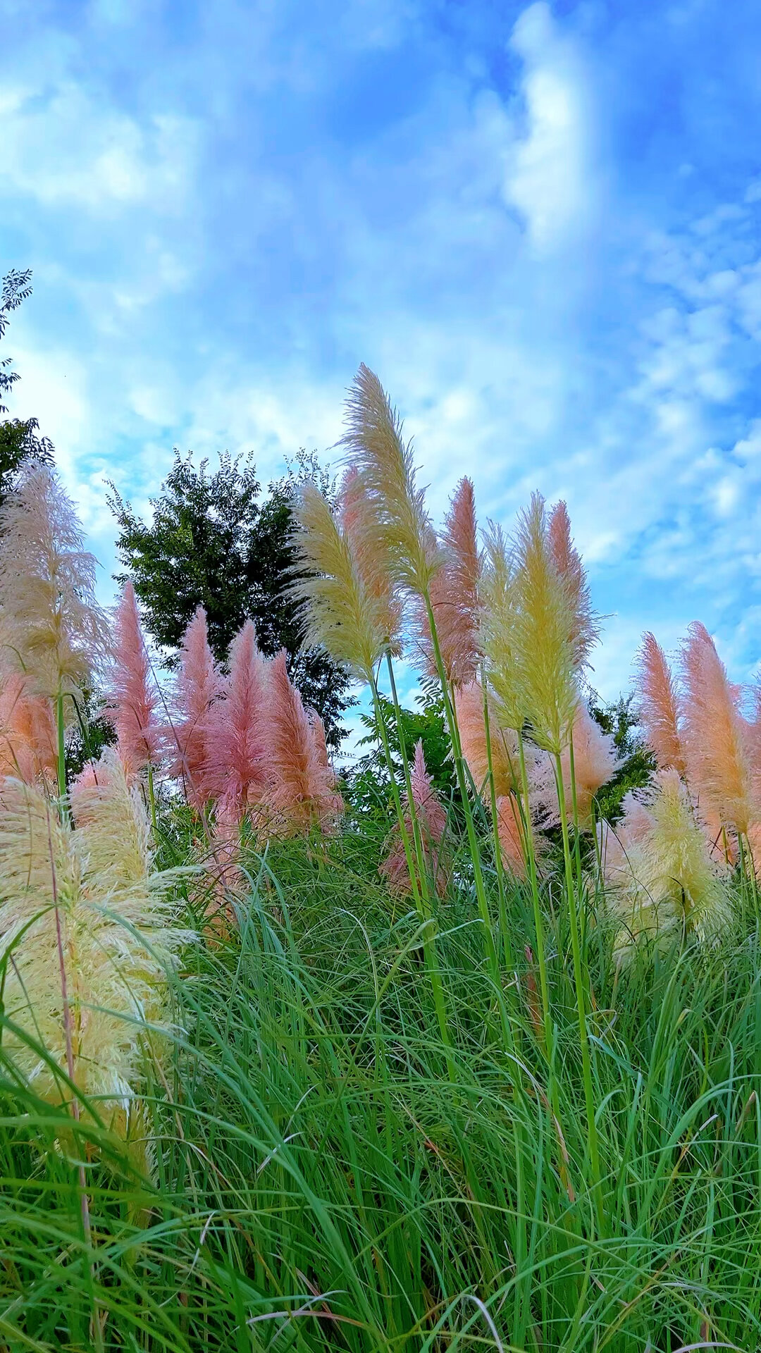 有一种美叫秋天的芦苇想了所有文案都不及这一刻吹来的秋风