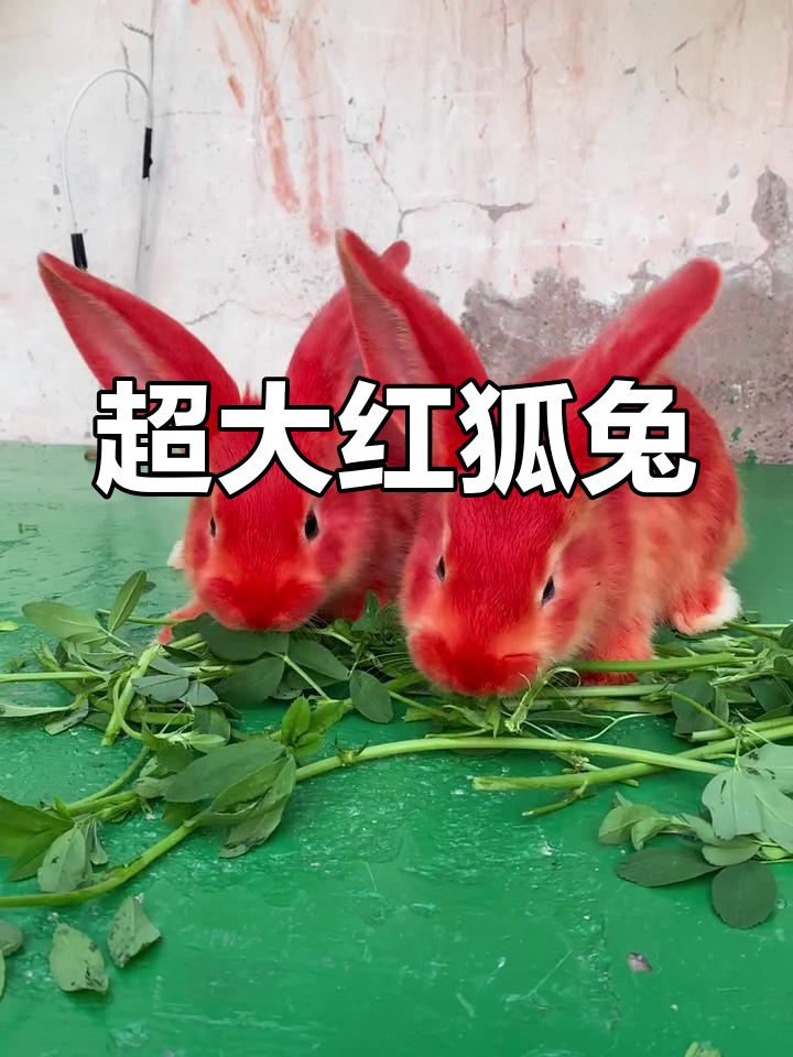巨型红狐兔,成年重达15斤,萌态十足