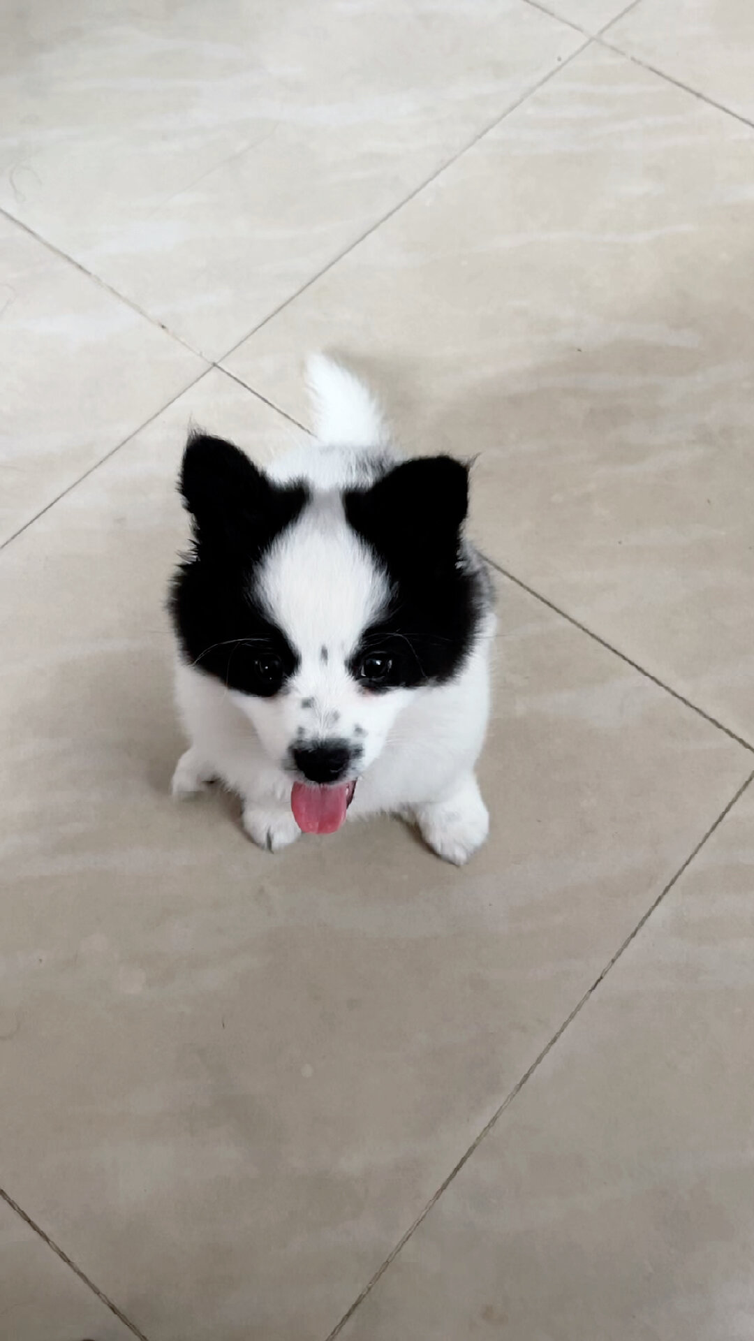 边牧串博美的狗狗正在长大啦!