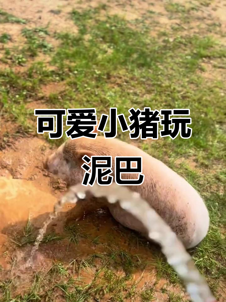 小猪玩泥巴,萌态十足!