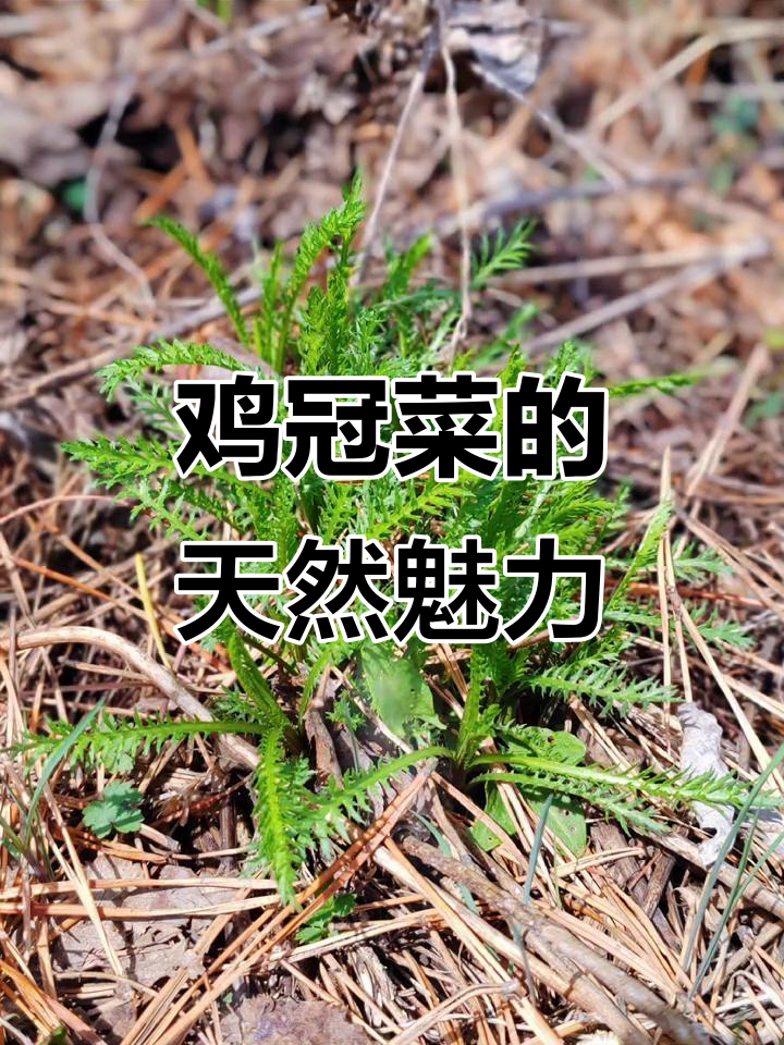 鸡冠菜:大自然的馈赠,美味与健康的完美结合