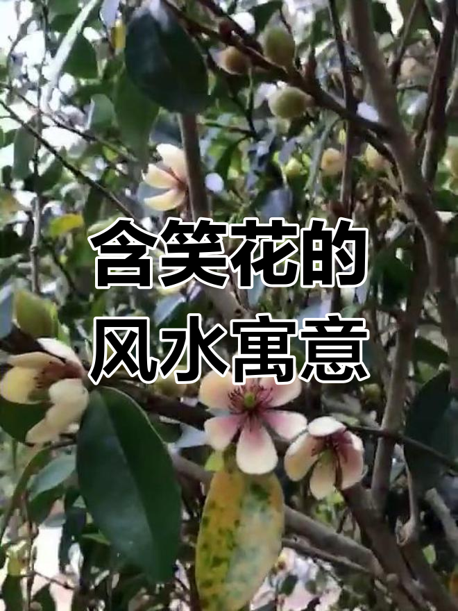 含笑树风水意思图片