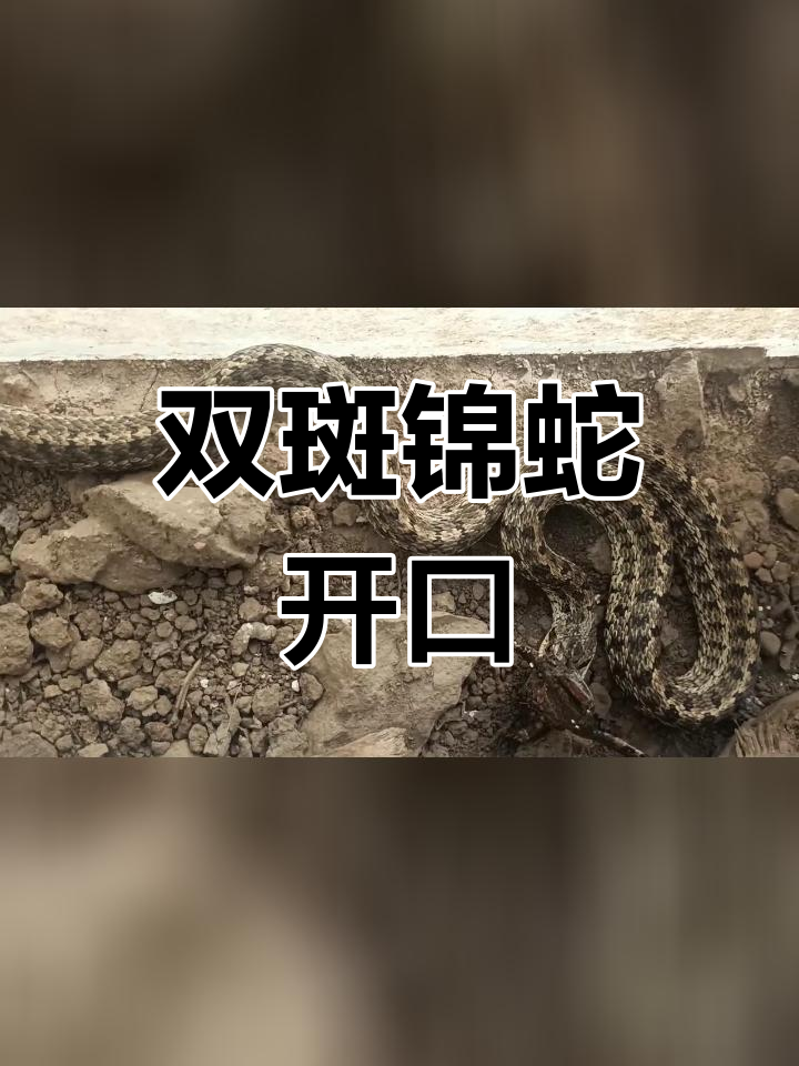 双斑锦蛇图片