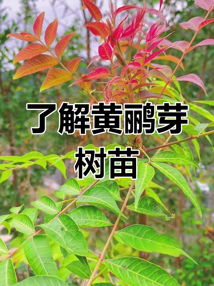 黄鹂芽茶树苗:从种子到成树的成长历程