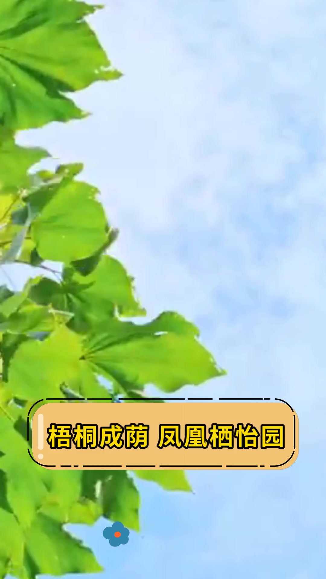 梧桐成荫,凤凰栖怡园