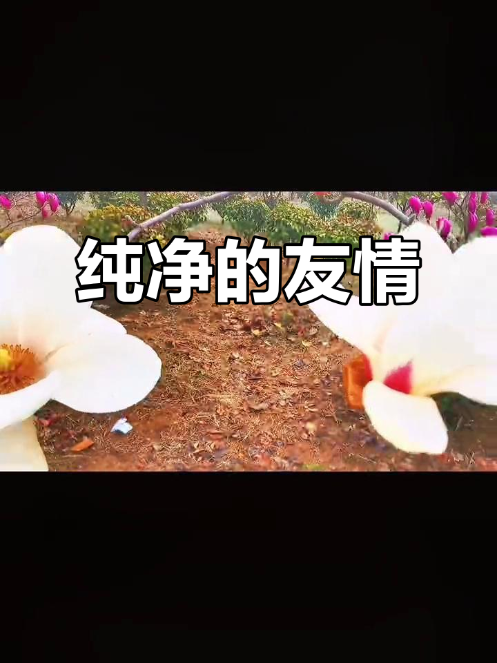 白玉兰象征纯洁与真挚友谊,送给值得珍惜的人