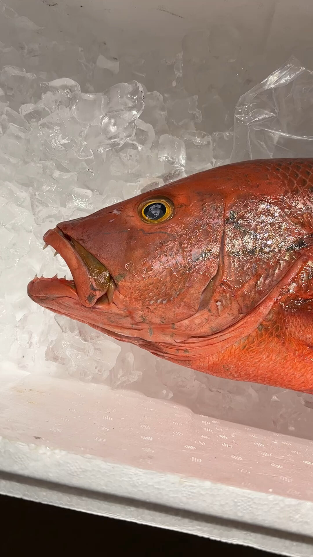 真正的深海鱼,红油