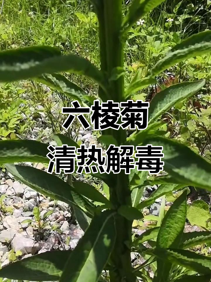 翼茎阔苞菊:六棱局与清热功效的完美结合