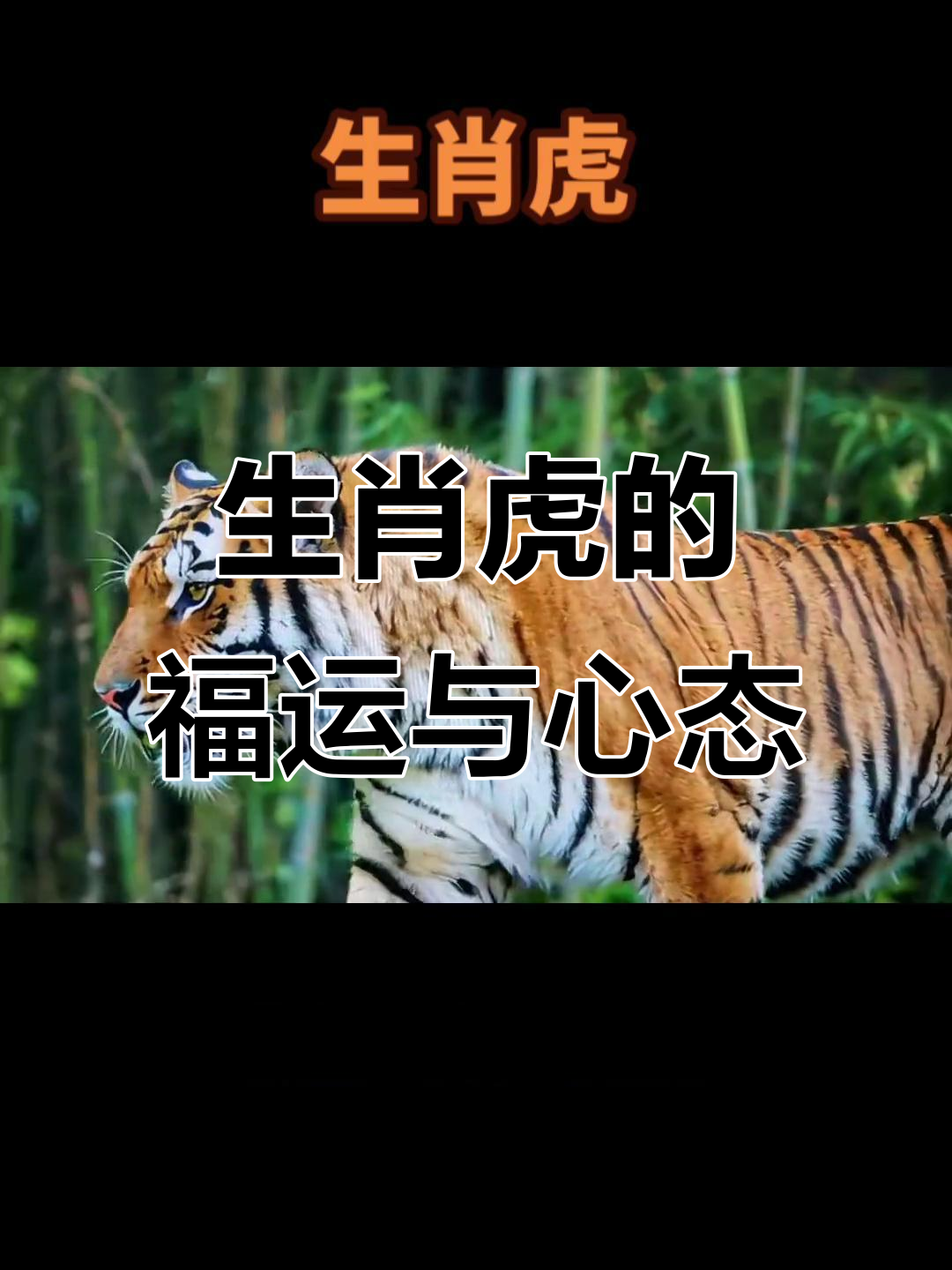 属虎生肖人的运势(生肖属虎的运气)