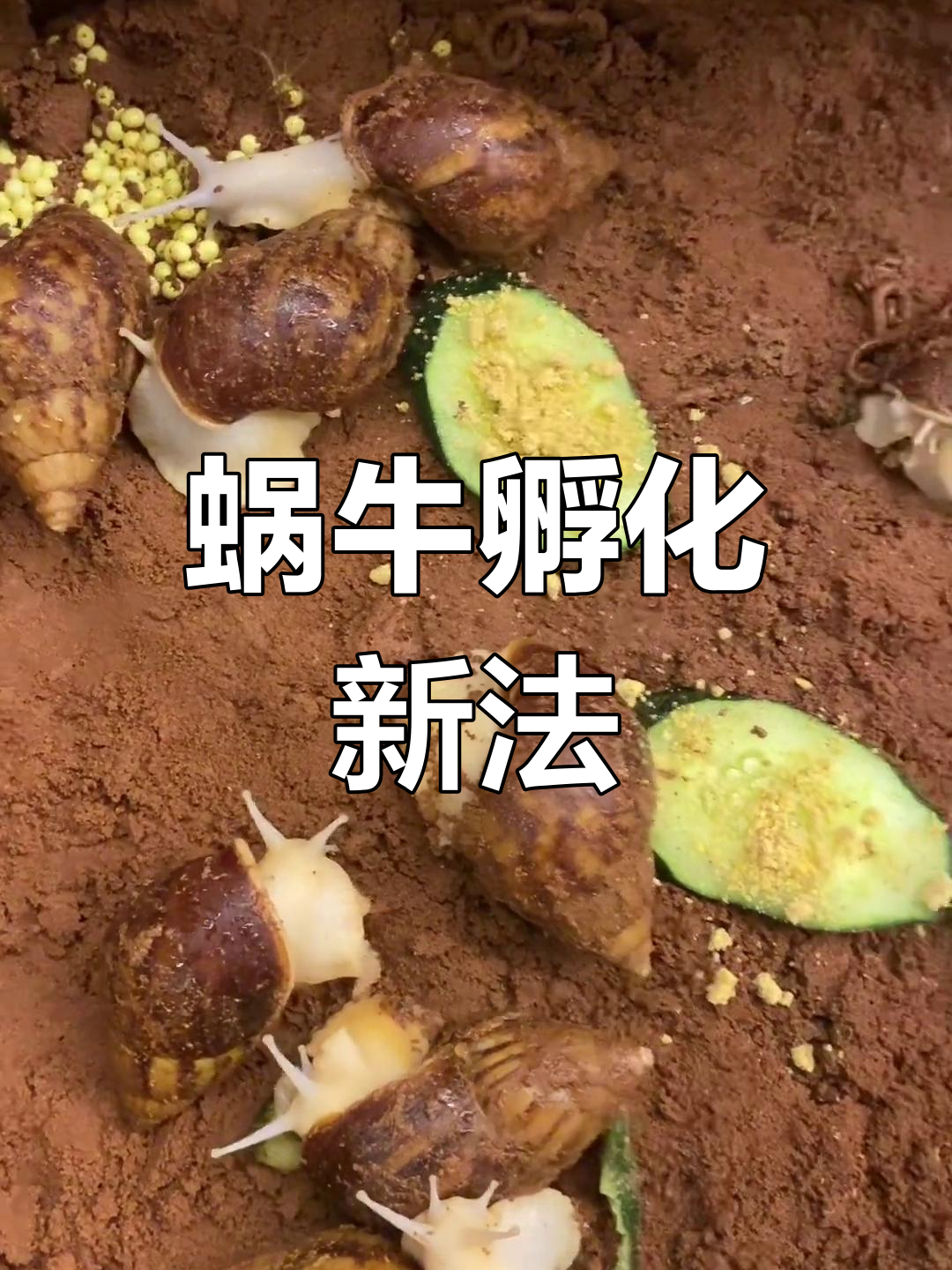 两年摸索,木箱孵化蜗牛卵,自然生长更健康!