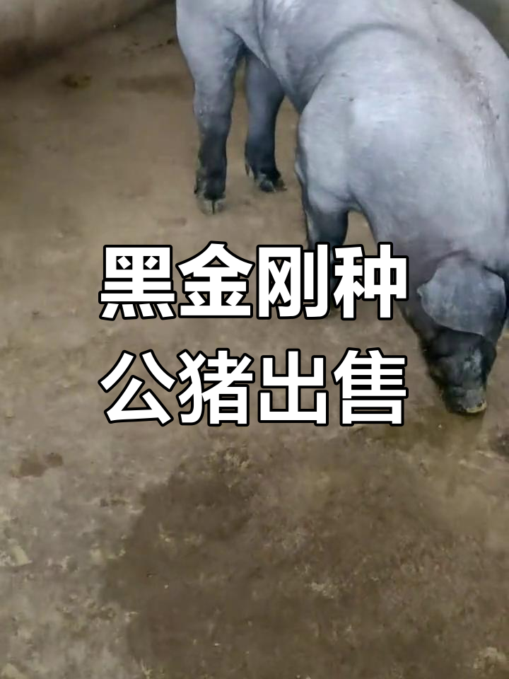 喜欢黑金刚种公猪的朋友,私信联系我