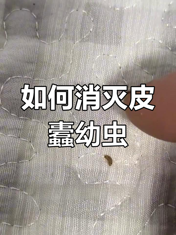 床上发现皮蠹幼虫?这些地方最容易滋生!