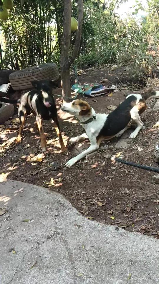 花狗沃克串凉山,黑狗巴凉串,都是几个月的条子狗