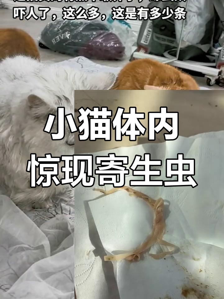 黄色小猫拉出绦虫,主人担忧感染,决定去医院检查