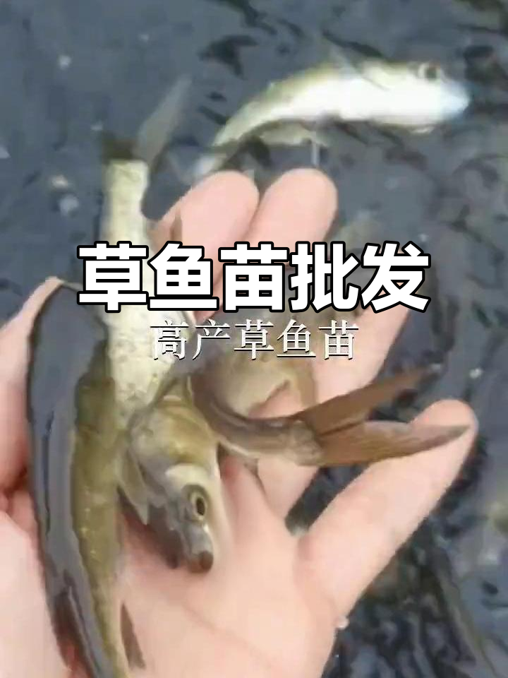 致富经草鱼苗养殖技术(致富经养草鱼一年提升50)