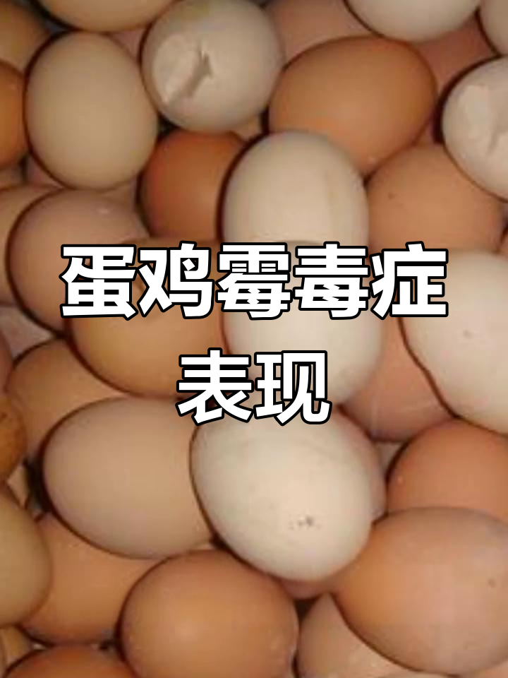 蛋鸡霉菌毒素中毒症状分析