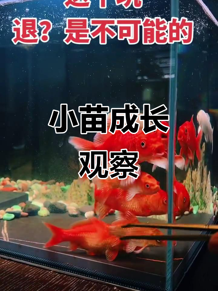 蝴蝶鲤小苗成长,能否长出大鳍?