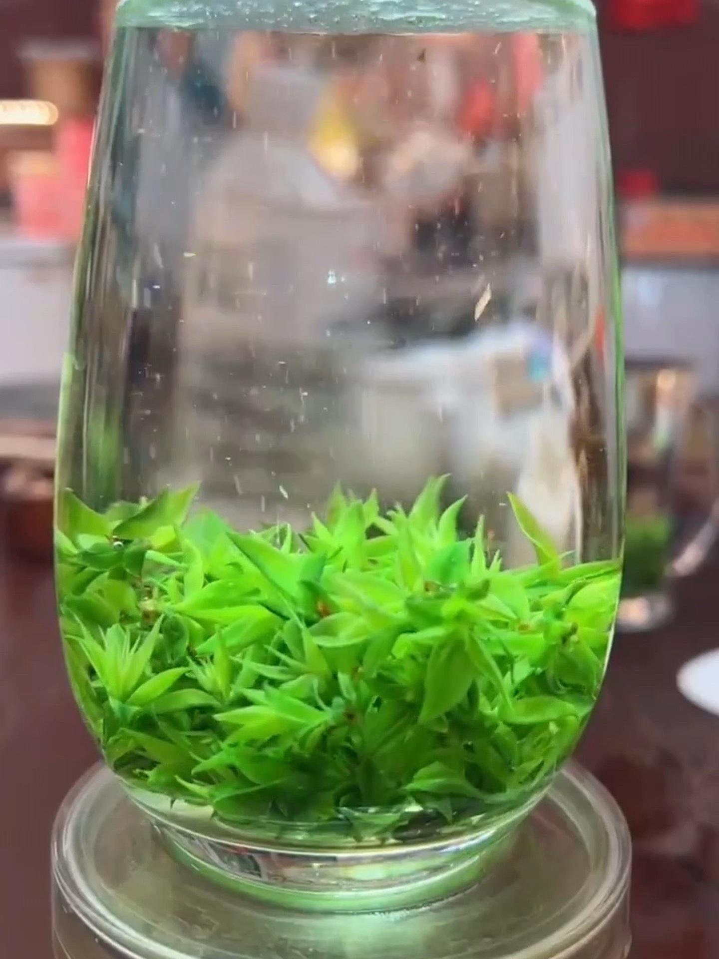 小叶苦丁茶 一款遇水就活,青山绿水花草茶,就是小叶苦丁茶.喜欢喝吗?