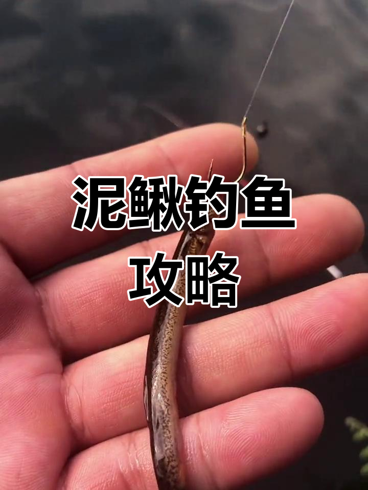 活泥鳅钓翘嘴多深水图片