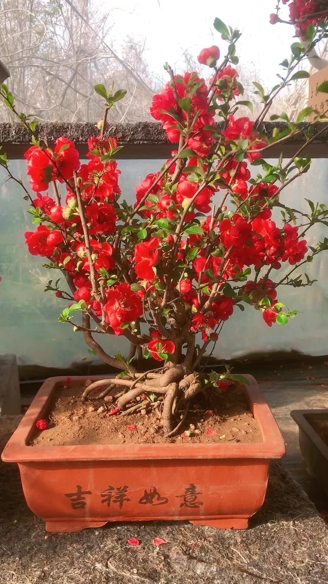 四季长寿冠海棠花