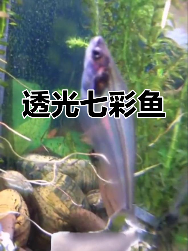 玻璃猫,透明如水,光线下闪耀七彩光芒