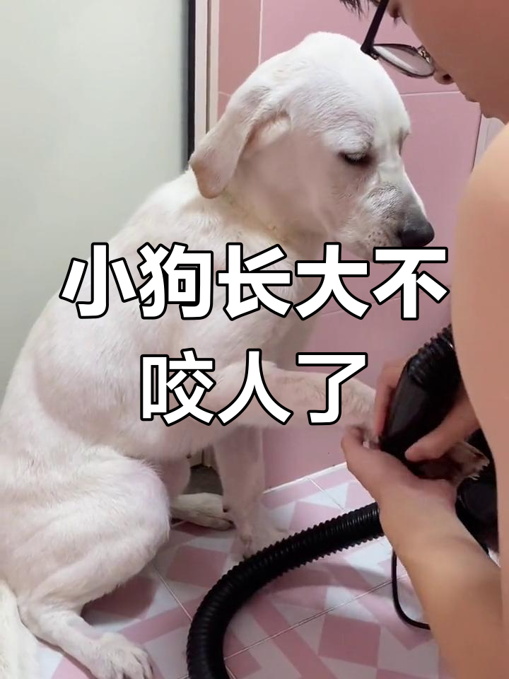 拉布拉多洗澡后不再咬人