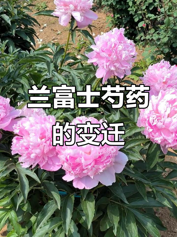 兰富士芍药:从稀有到常见,美好如约而至