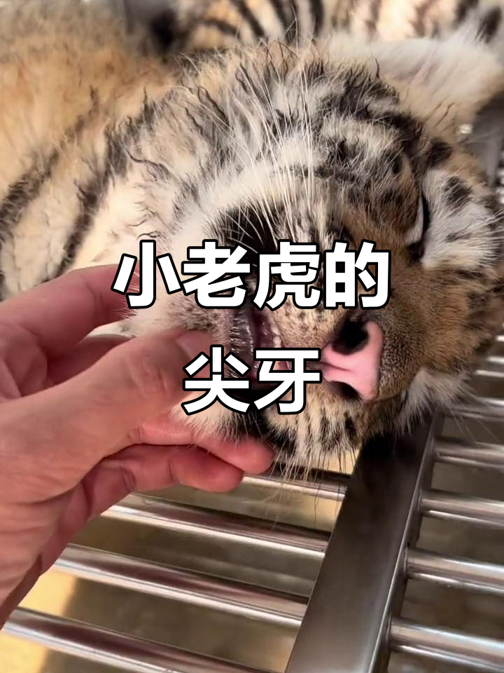 50天小虎牙齿锋利,萌态十足