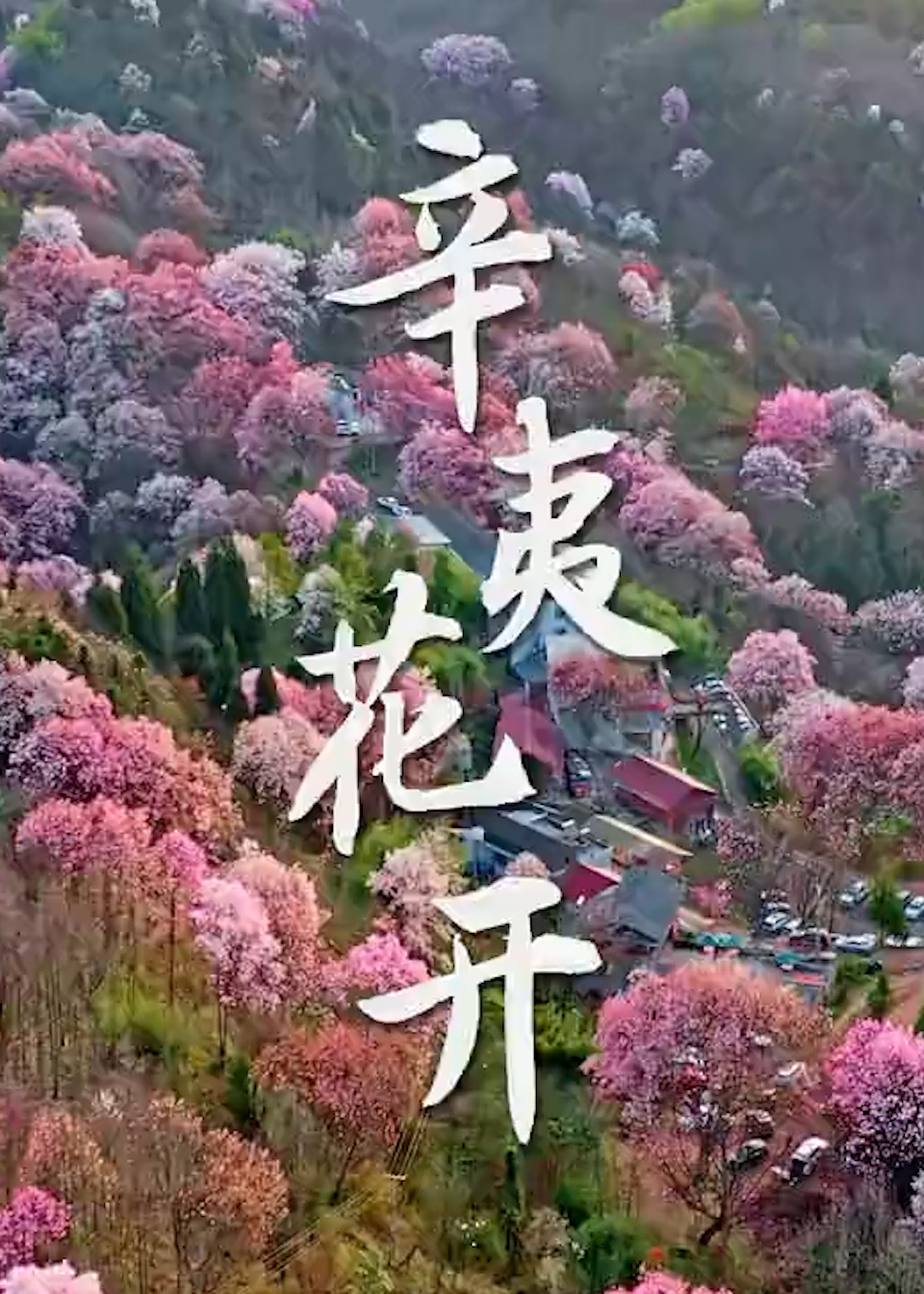 绽放在四川江油的辛夷花,花如琼片叶如云