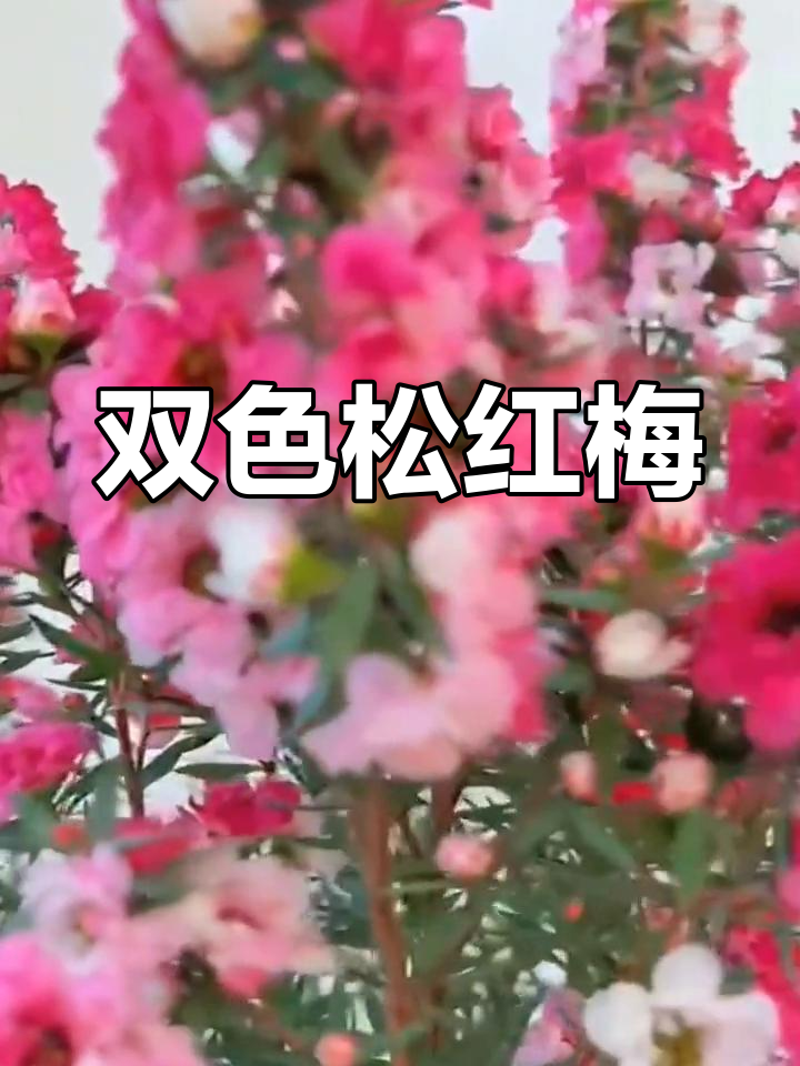 松红梅,一树双色花,叶片如针,香气独特