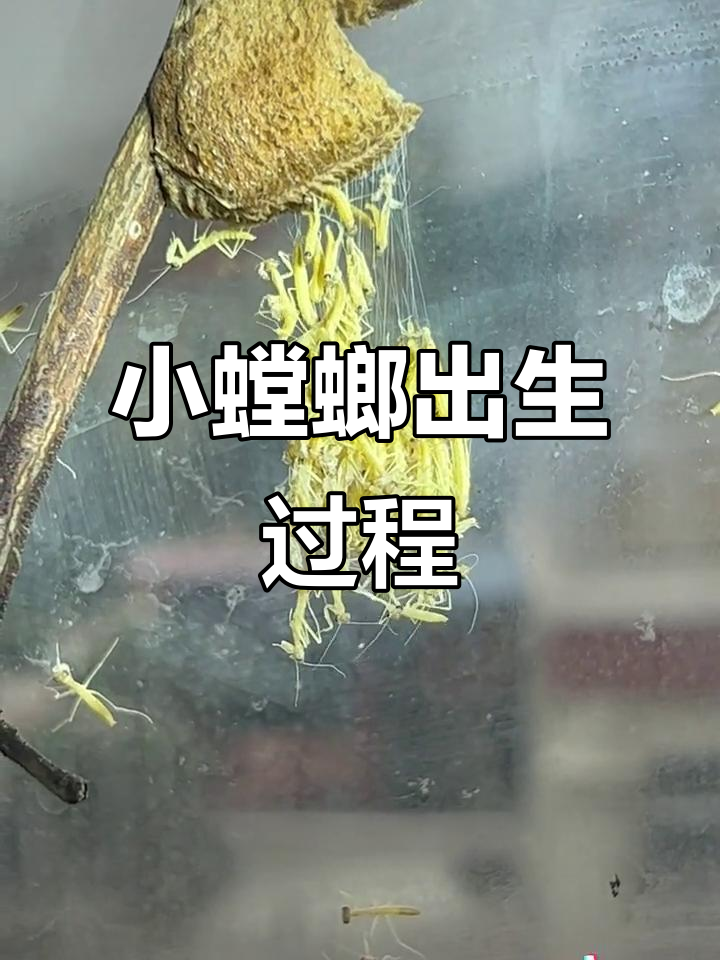 螳螂卵孵化全过程,小生命破壳而出!