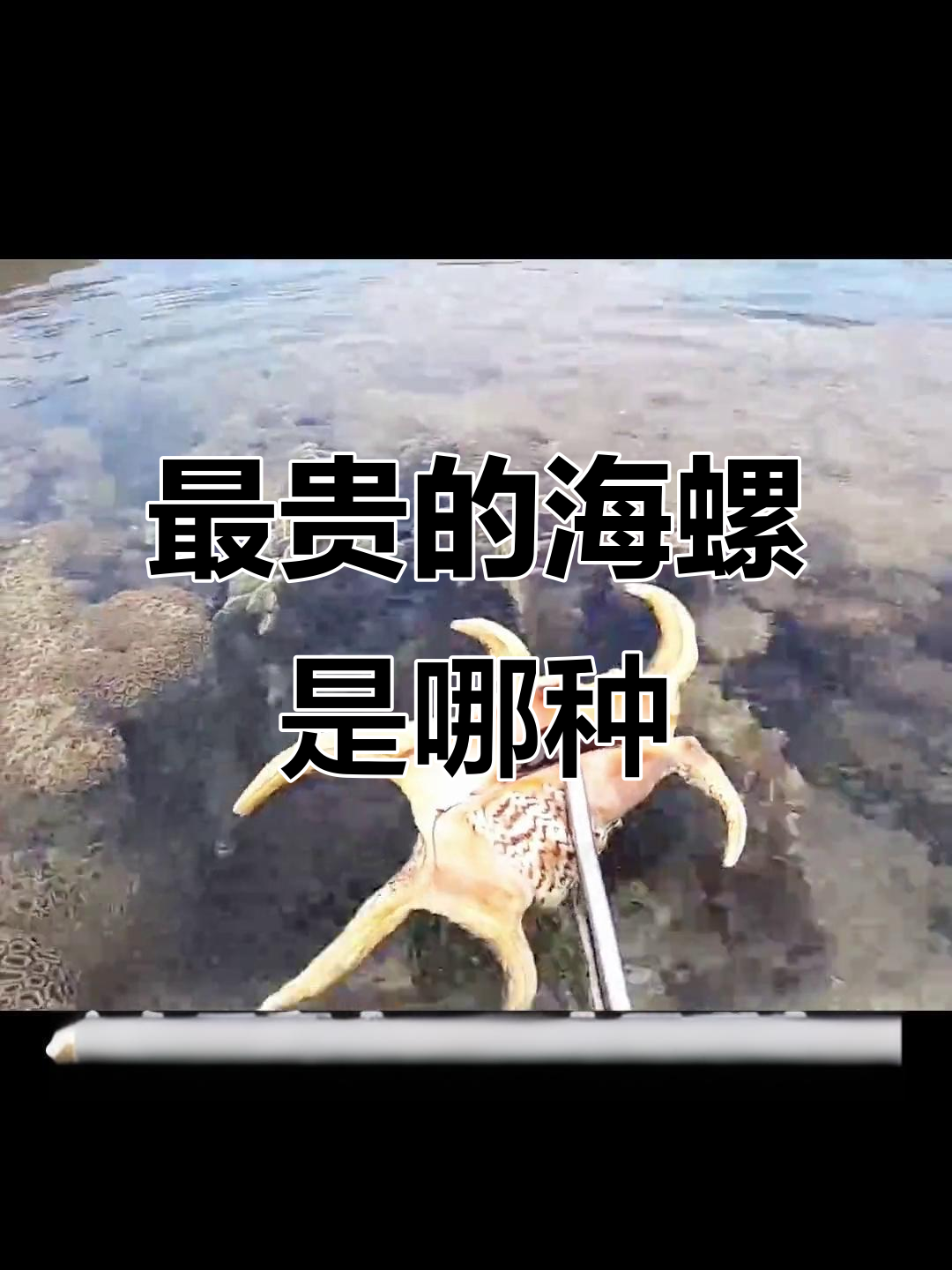 蜘蛛螺:最昂贵的海螺,印度西太平洋的珍宝