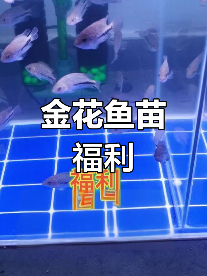 古典金花罗汉鱼苗,抢购机会难得,避免内斗赶紧带走!