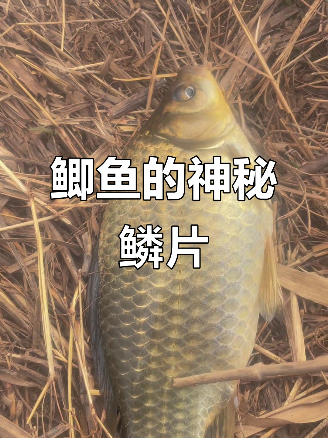 野生鲫鱼鳞片数28,真是大自然的神奇巧合!