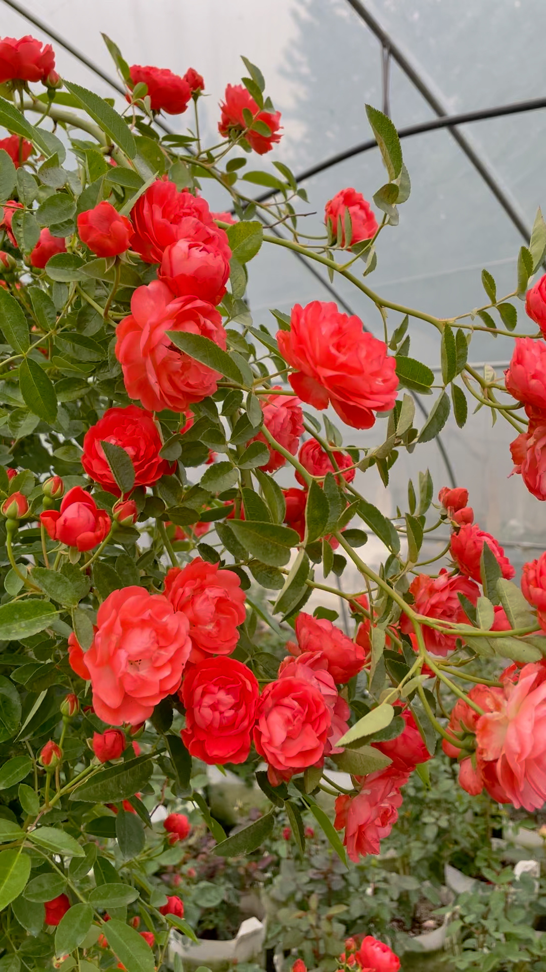 橘色(橙色木香)四季开花,花量大