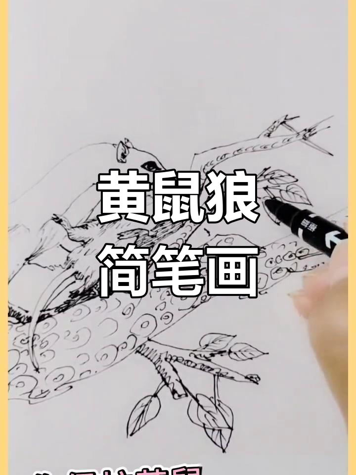 黄鼠狼放屁简笔画图片