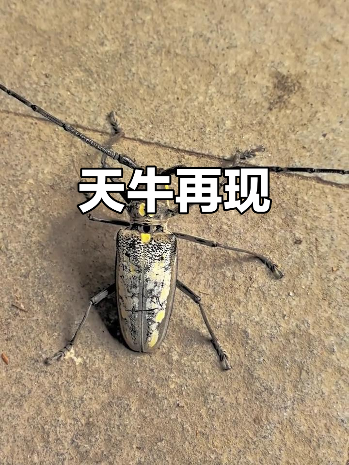 童年记忆重现,天牛再次出现,幼虫钻树吃木,有趣又有点可怕