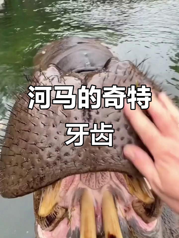 河马牙齿大揭秘:超有趣的长牙和超大嘴巴