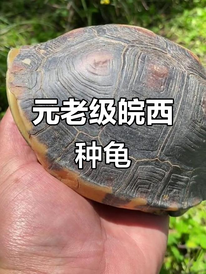 安徽黄缘闭壳龟的魅力,元老级萌宠展示