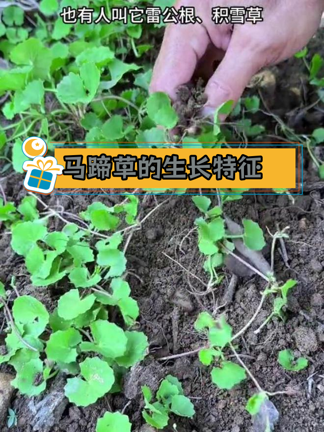 马蹄草:根连根的草本植物