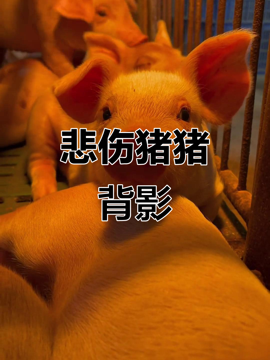 这只猪猪的背影,让人心碎