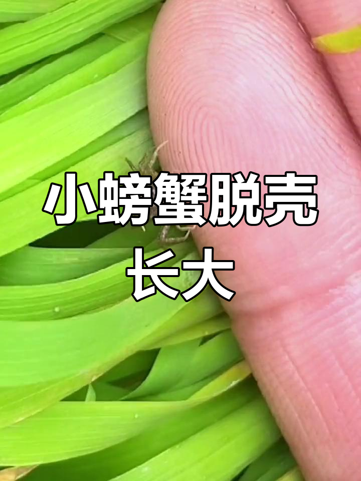 稻田里的螃蟹幼崽成长记