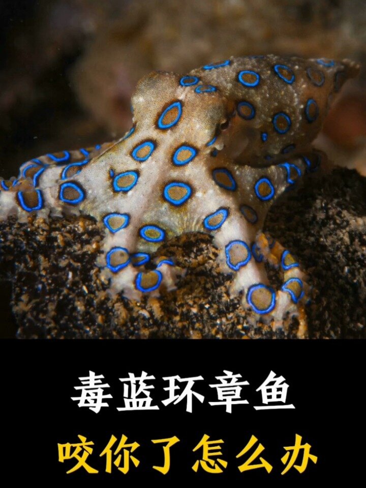 被蓝环章鱼咬了图片
